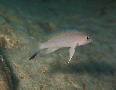 Neolamprologus sp. 'eseki' Kampemba